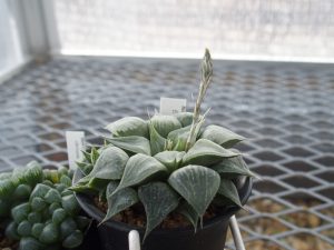 Haworthia 白寿殿